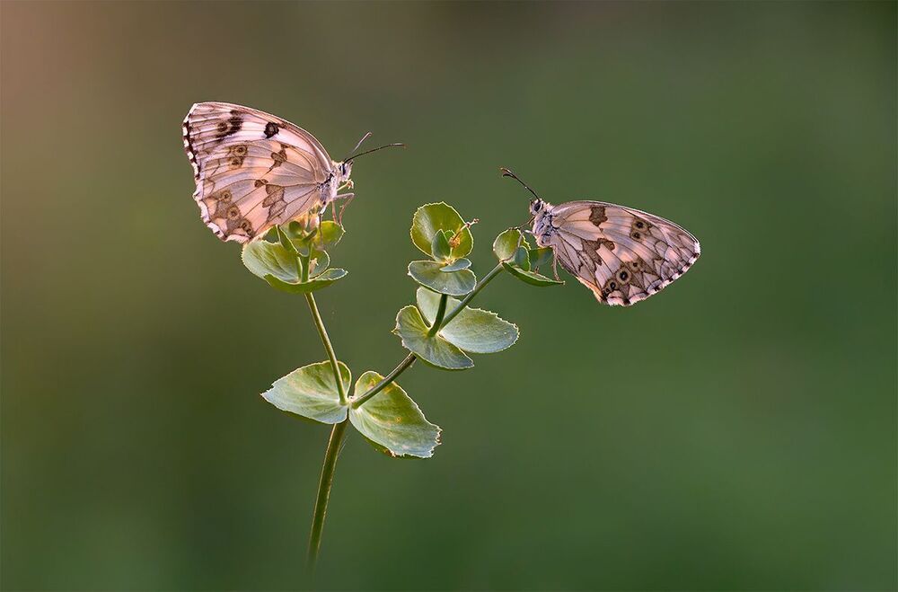 Melanargia sp