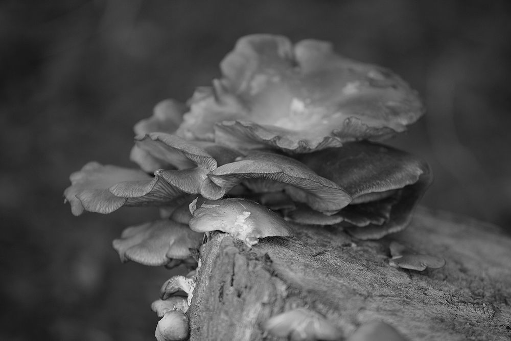 Photo 637602
