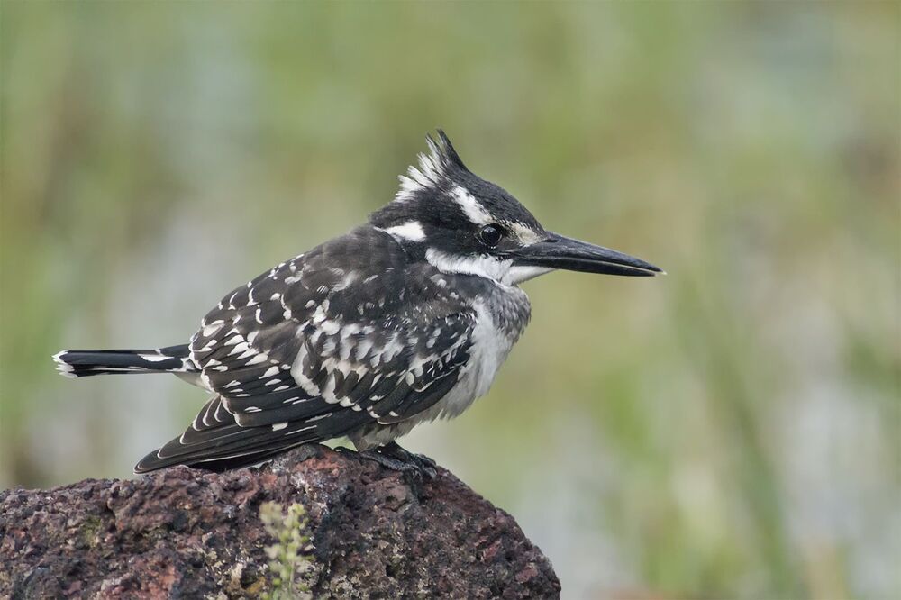 Pied Kingfisher (Ceryle rudis)