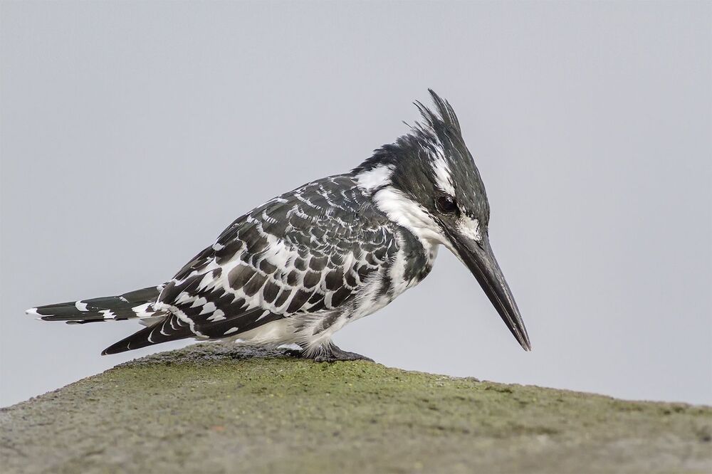 Pied Kingfisher (Ceryle rudis)