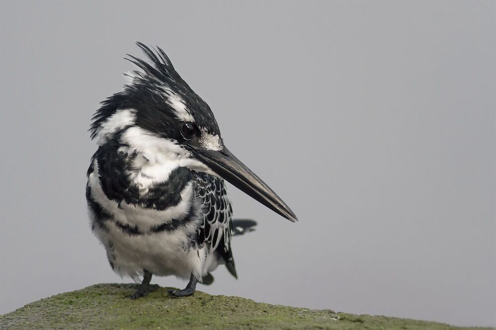 Pied Kingfisher (Ceryle rudis)