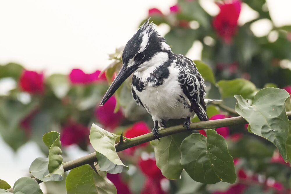 Pied Kingfisher (Ceryle rudis)