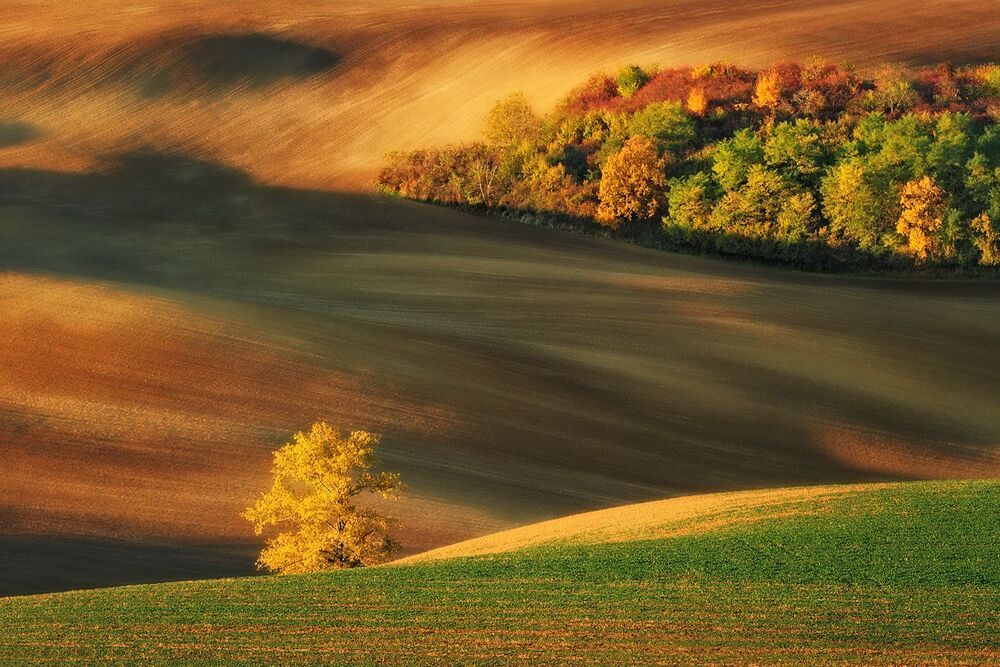 Moravian Fields...