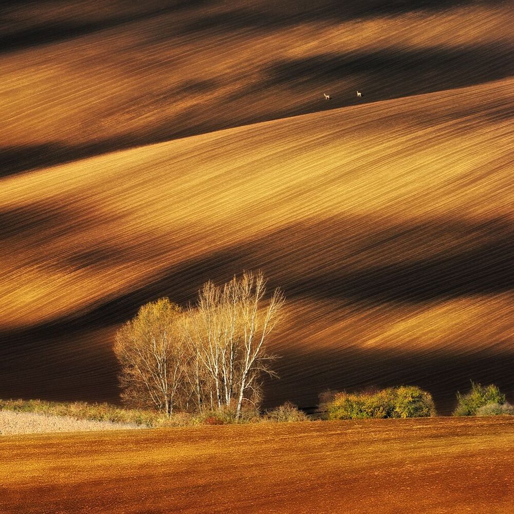 Moravian Fields...
