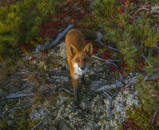 Познакомимся поближе, что ли…
