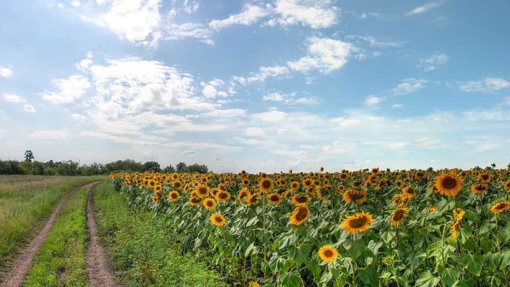 Подсолнечные дни