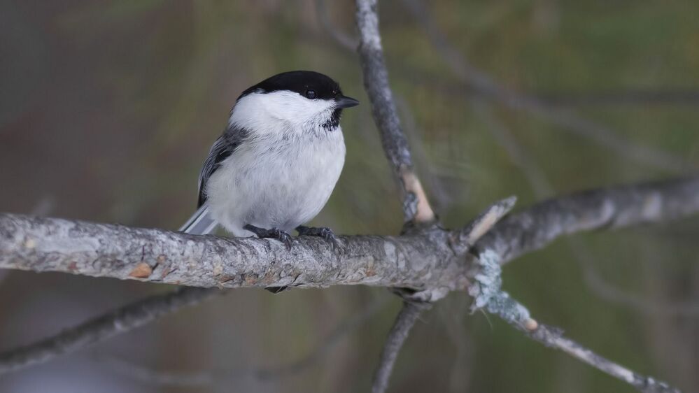 Willow tit.