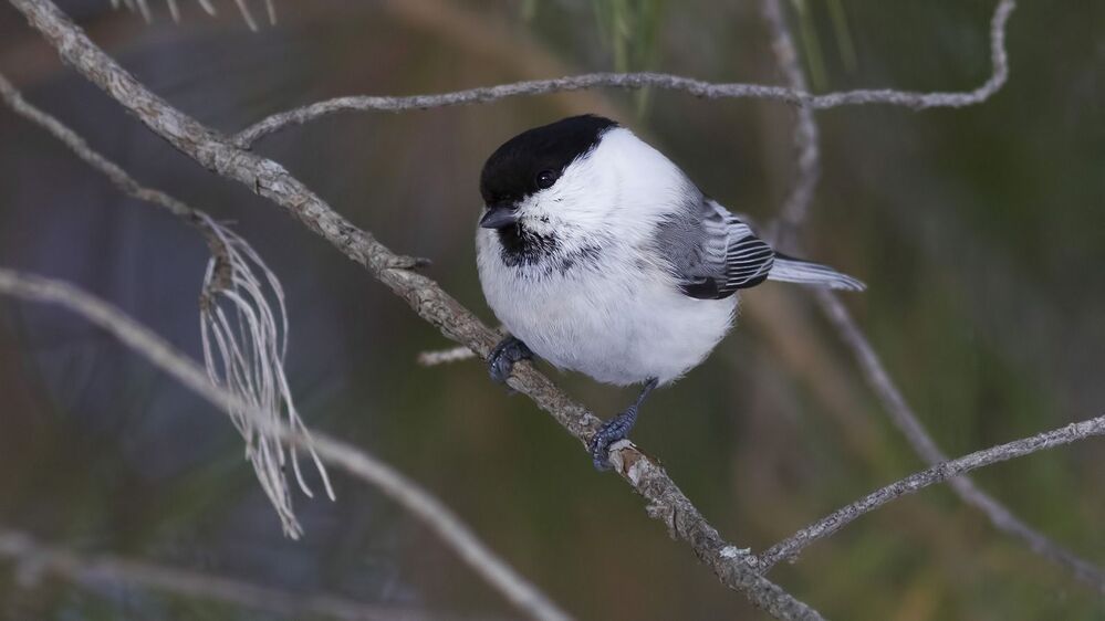 Willow tit.