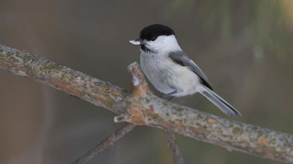 Willow tit.