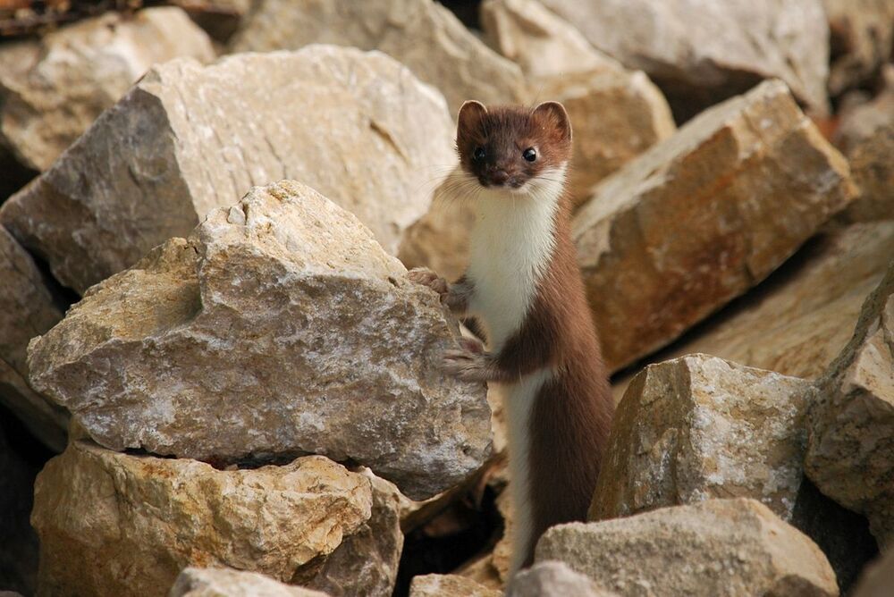 Хозяин каменоломни