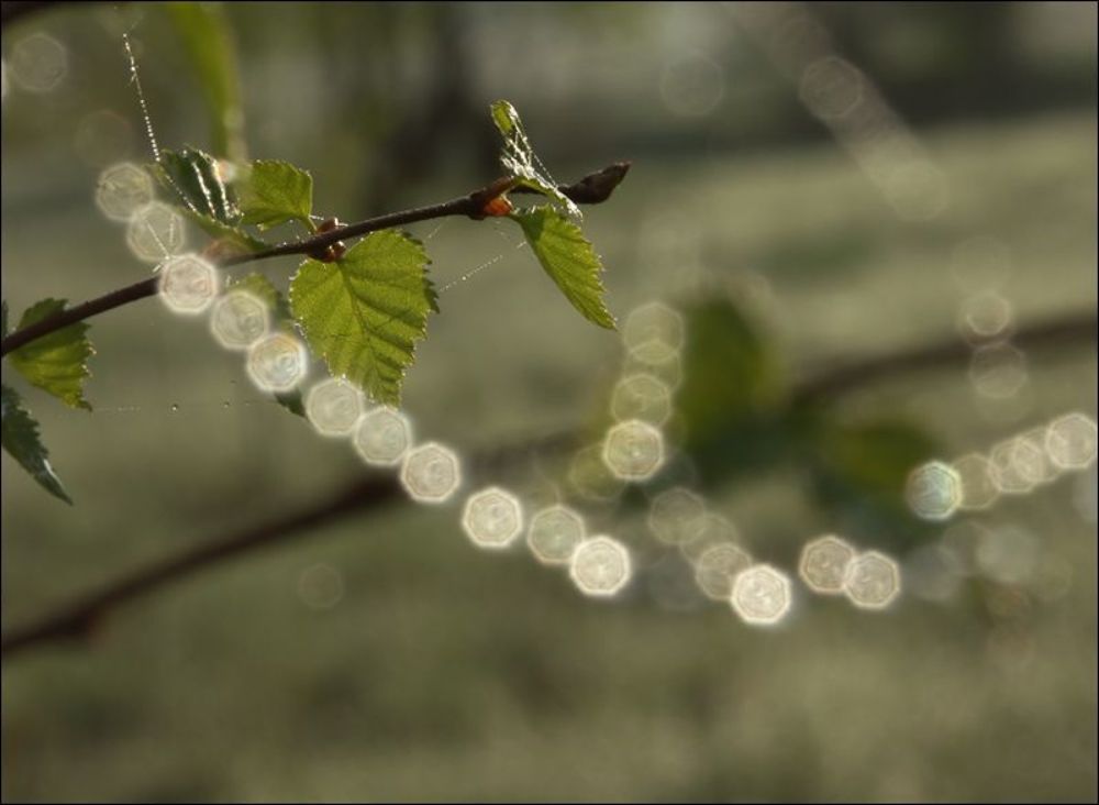Photo 64006