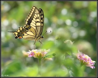 Танец на цветах