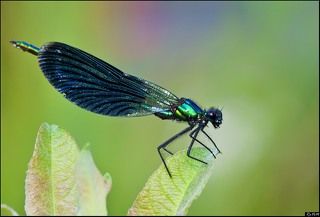 Красотка-девушка (Calopteryx virgo)