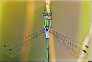 Лютка - дриада (Lestes dryas)