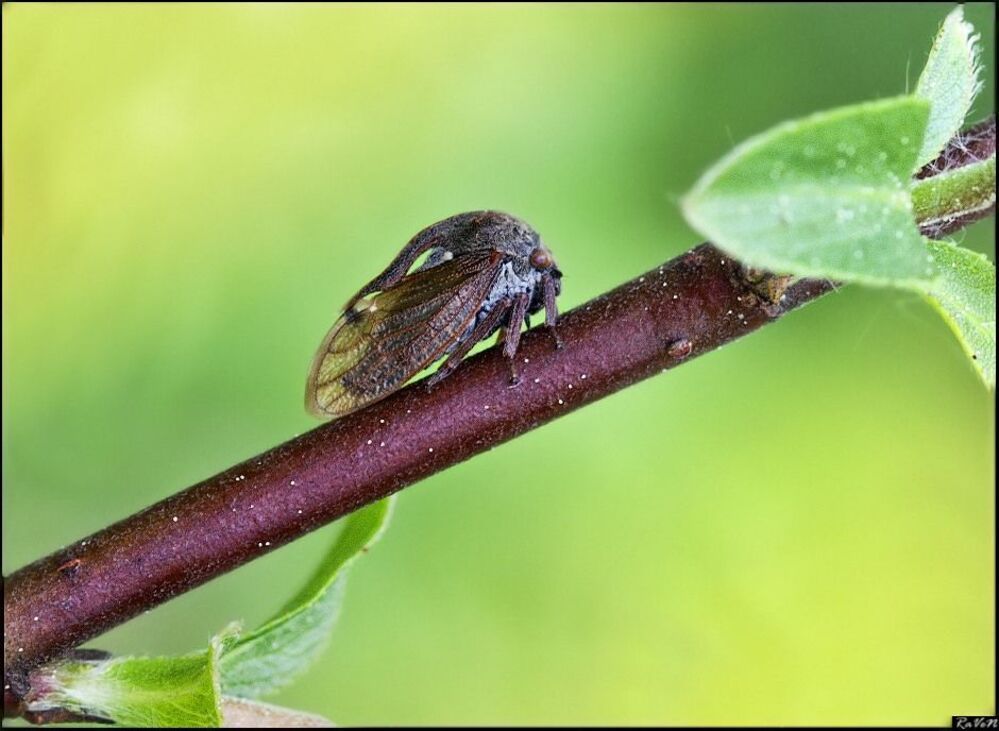 Горбатка обыкновенная (Centrotus cornutus)