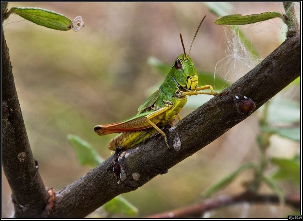 Конёк короткокрылый (Chorthippus parallelus)