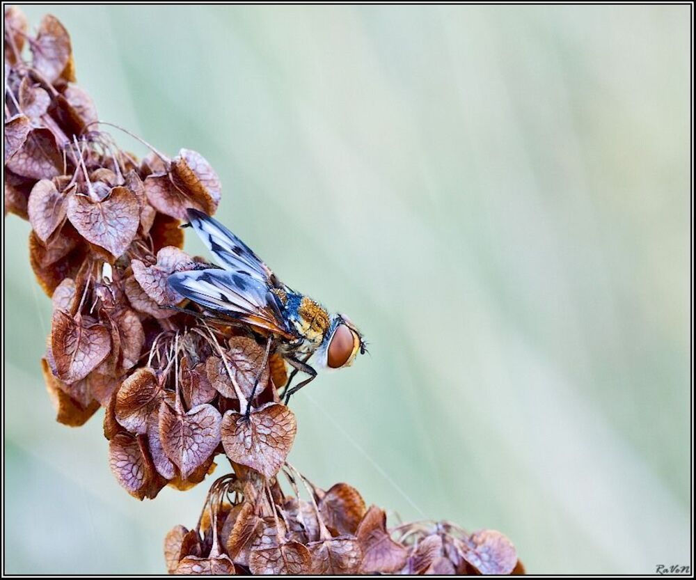 Ежемуха толстокрылая (Ectophasia crassipennis)