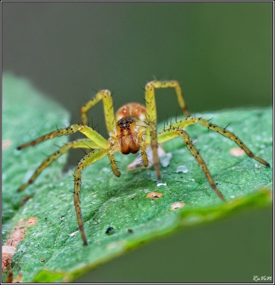 Охотник каемчатый (Dolomedes fimbriatus)
