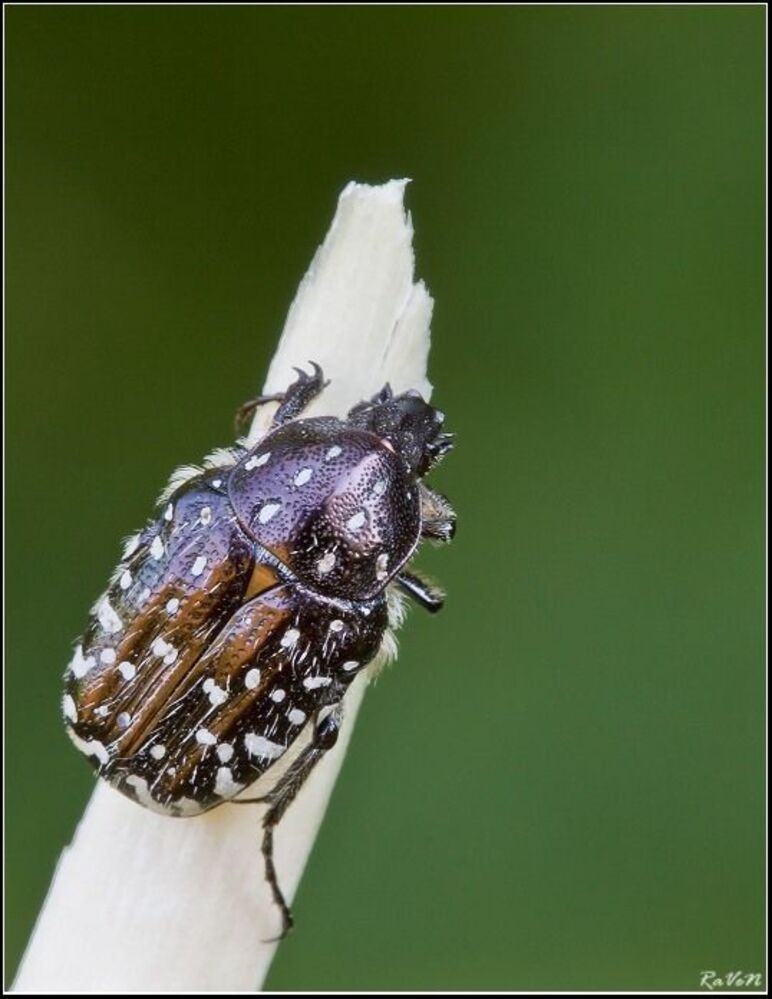 Бронзовка вонючая - (Oxythyrea funesta)