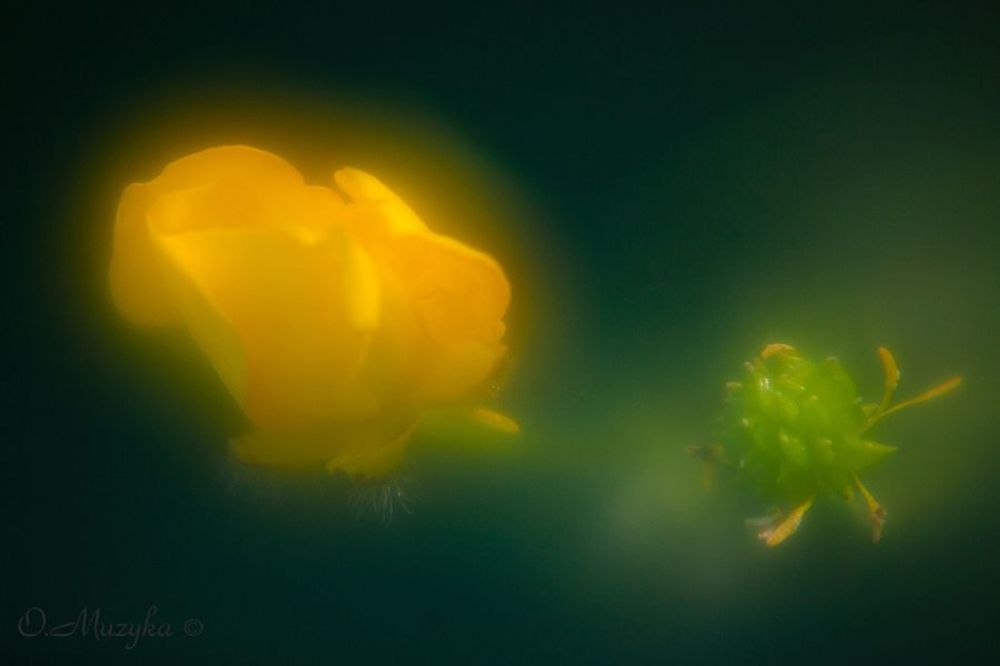 Photo 64506