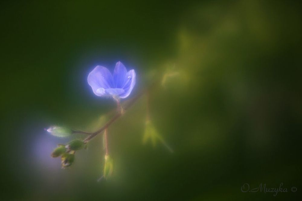 Photo 64507