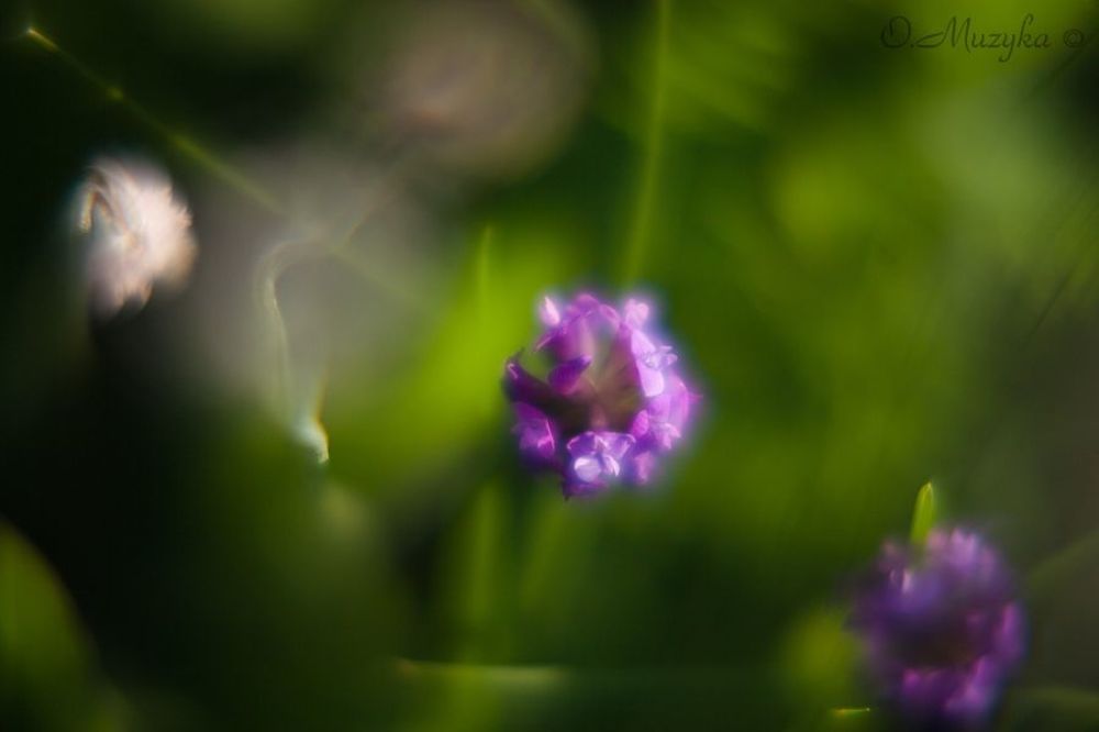 Photo 64508