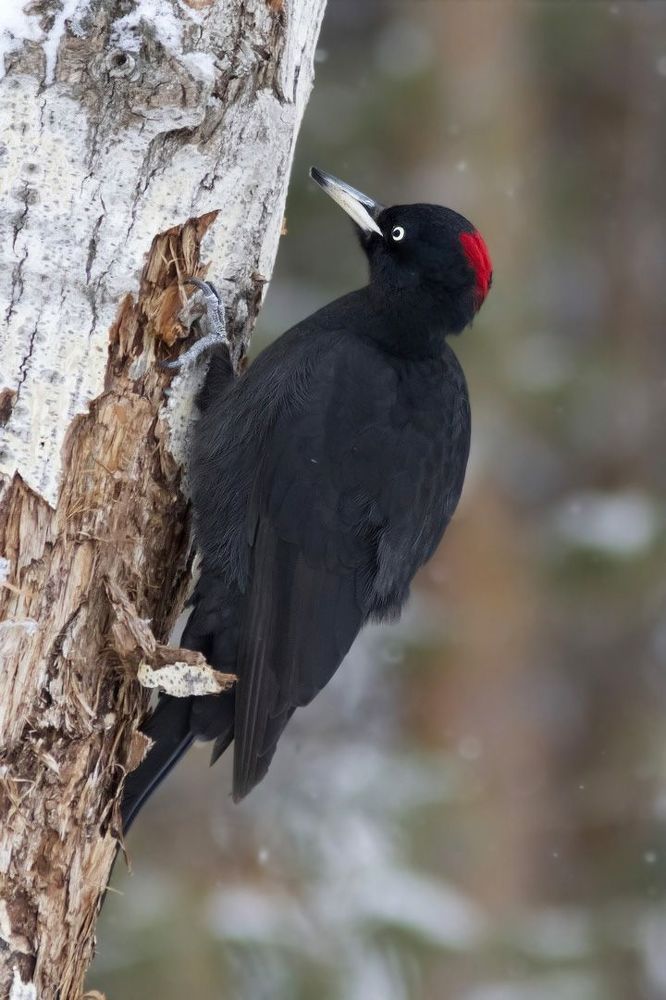 Black woodpecker