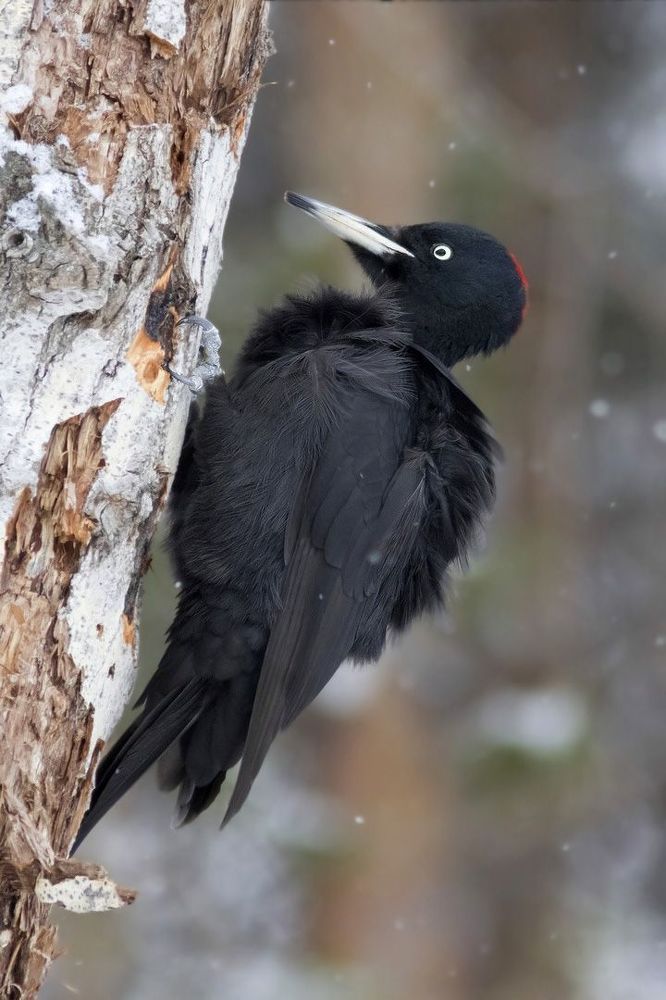 Black woodpecker