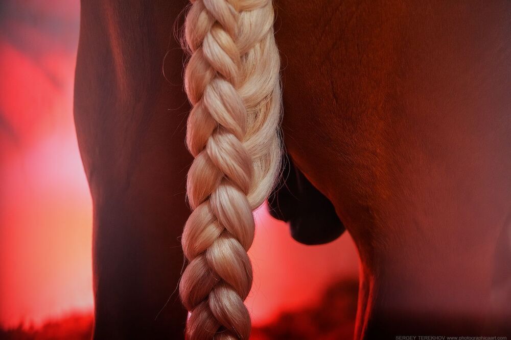 Cavalia