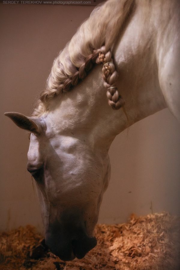 Cavalia