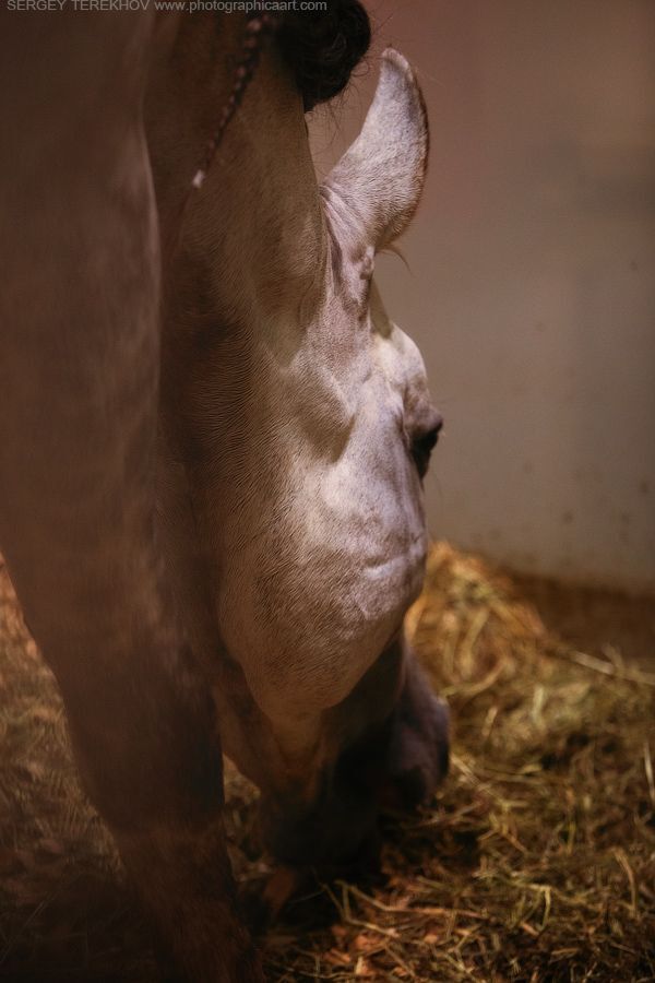 Cavalia