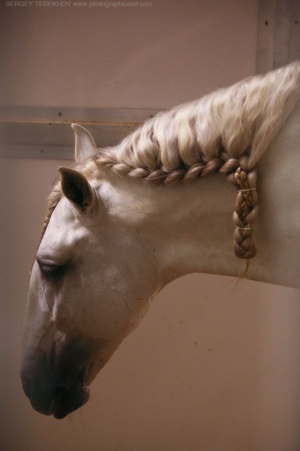 Cavalia