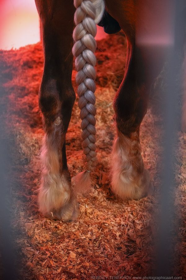 Cavalia