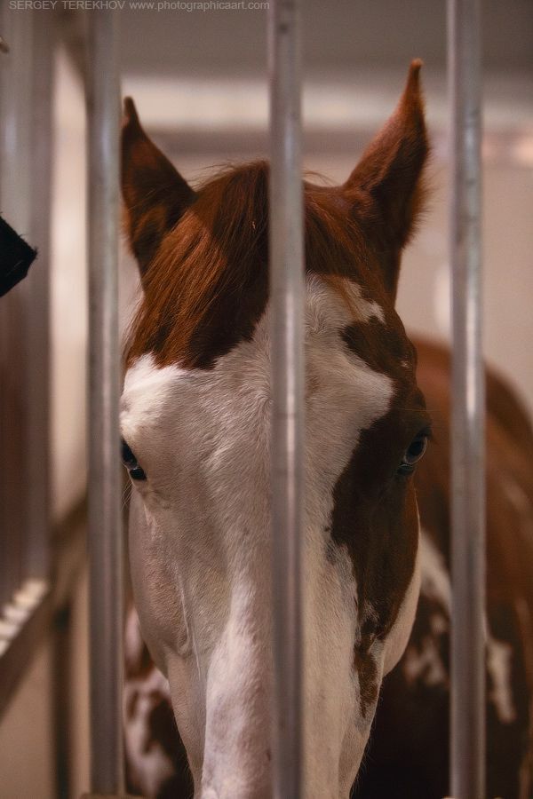 Cavalia