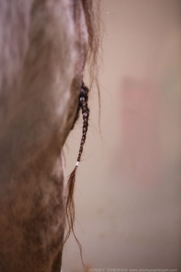 Cavalia