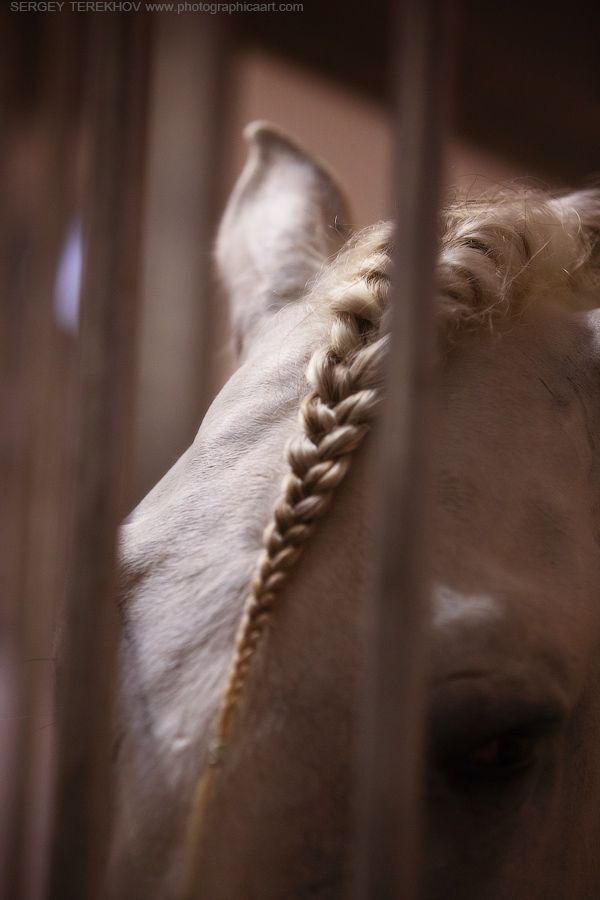 Cavalia