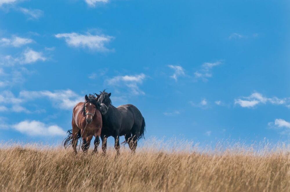 Horses
