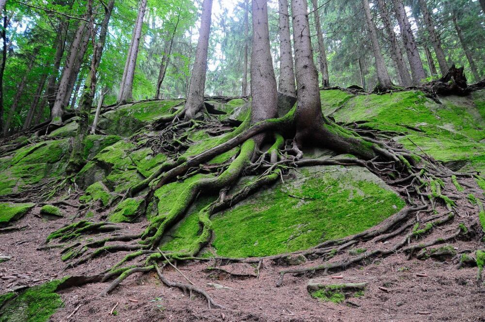 Hobits land
