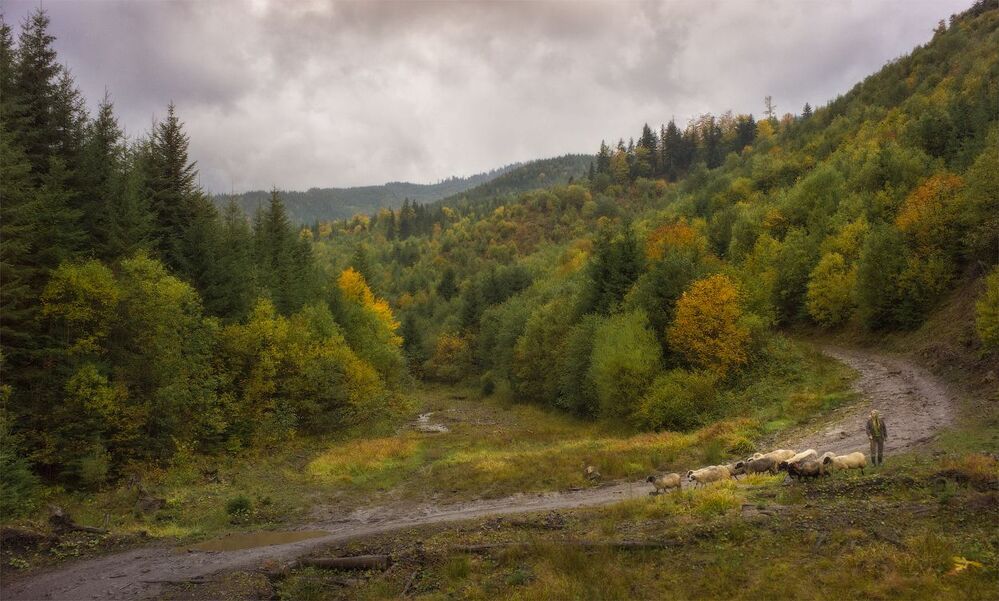 Карпатские зарисовки