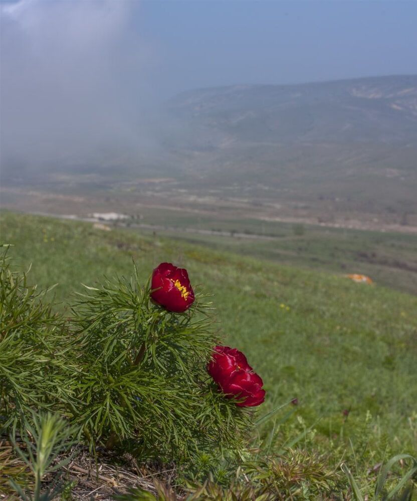 Пион тонколистный, или пион узколистный (Paeonia tenuifolia L.)