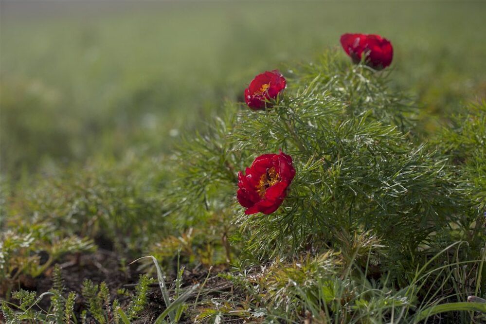 Пион тонколистный, или пион узколистный (Paeonia tenuifolia L.)
