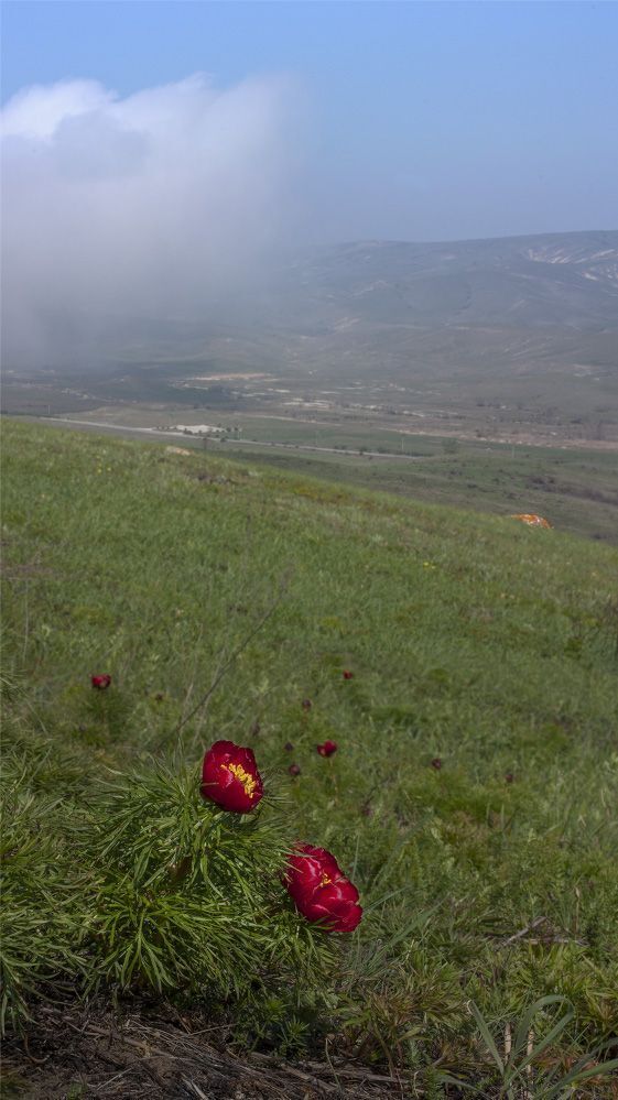Пион тонколистный, или пион узколистный (Paeonia tenuifolia L.)