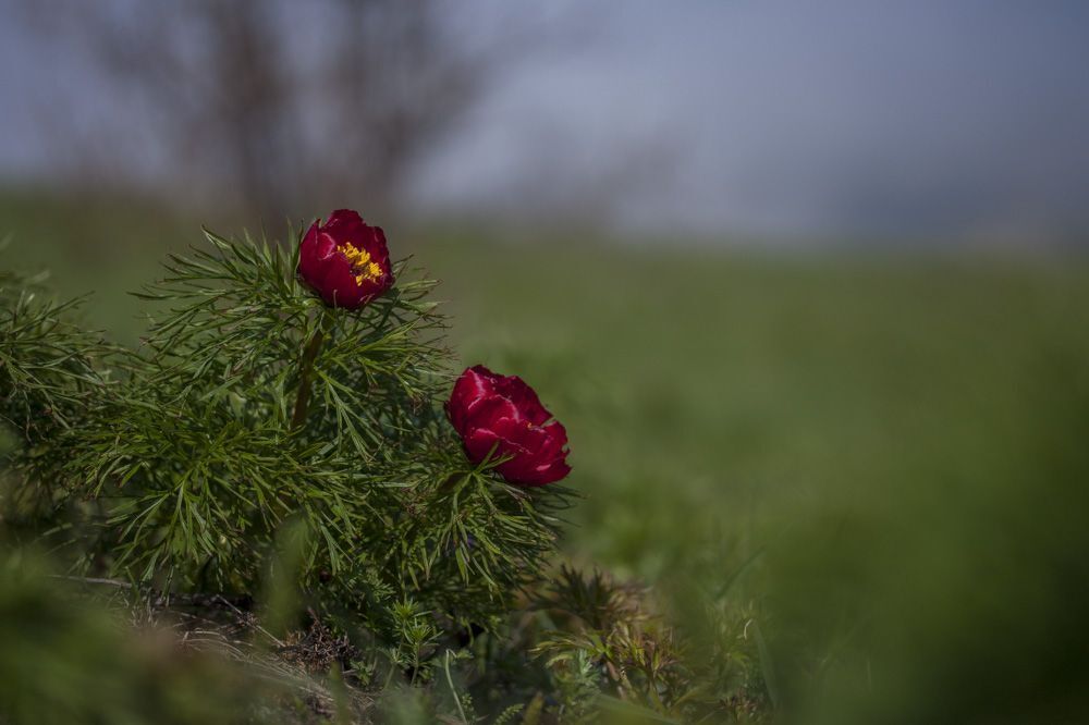 Пион тонколистный, или пион узколистный (Paeonia tenuifolia L.)