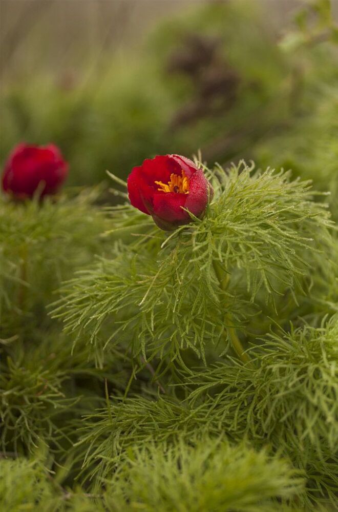 Пион тонколистный, или пион узколистный (Paeonia tenuifolia L.)