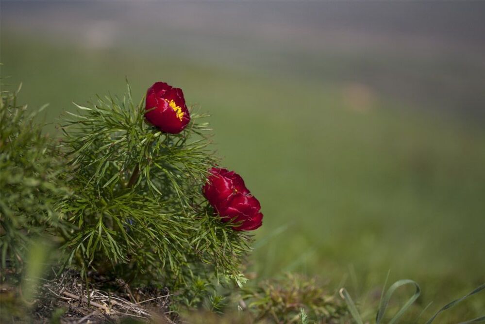 Пион тонколистный, или пион узколистный (Paeonia tenuifolia L.)