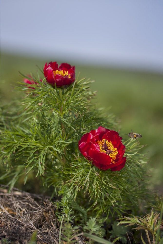Пион тонколистный, или пион узколистный (Paeonia tenuifolia L.)