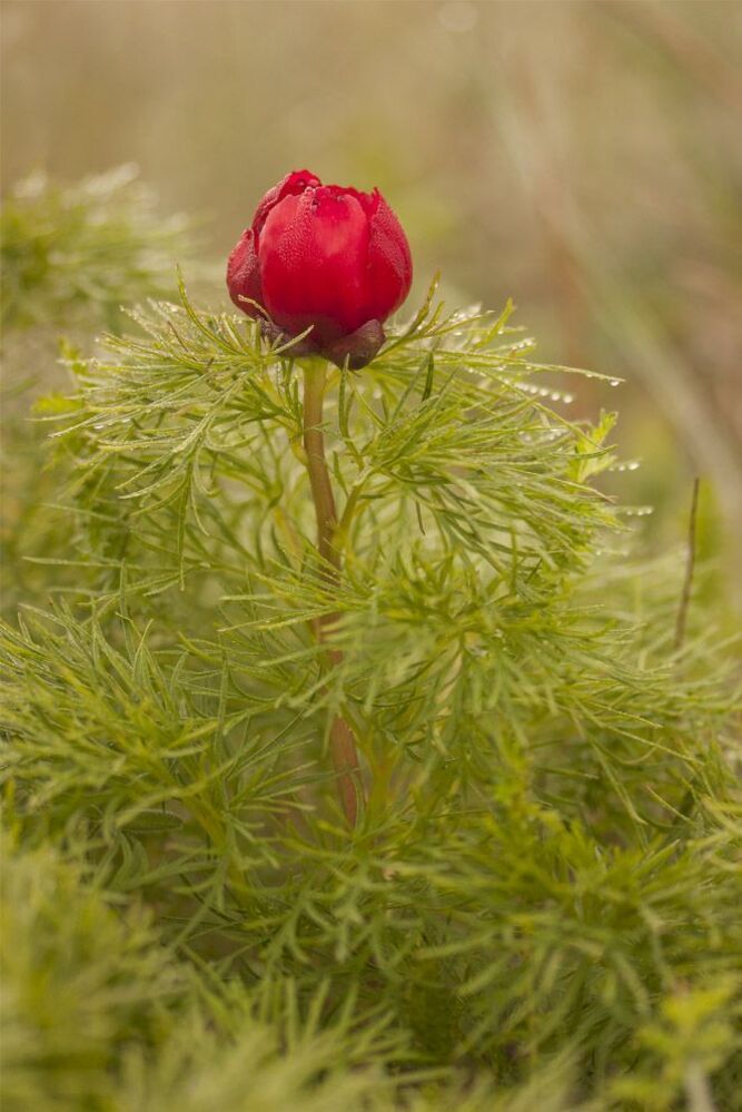 Пион тонколистный, или пион узколистный (Paeonia tenuifolia L.)