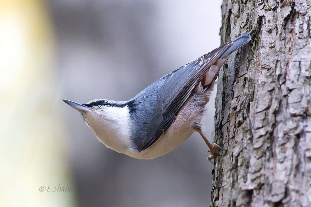 Eurasian nuthatch ,Обыкновенный поползень -  Sitta europaea