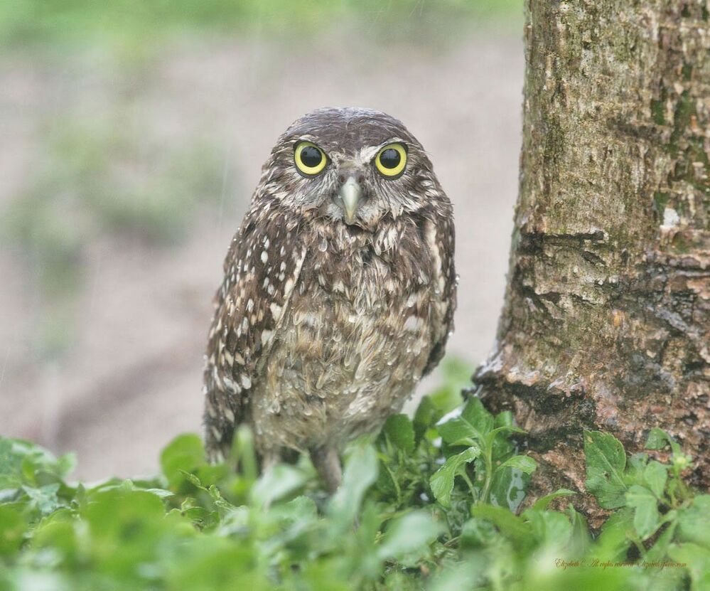 Cычики - Burrowing Owls