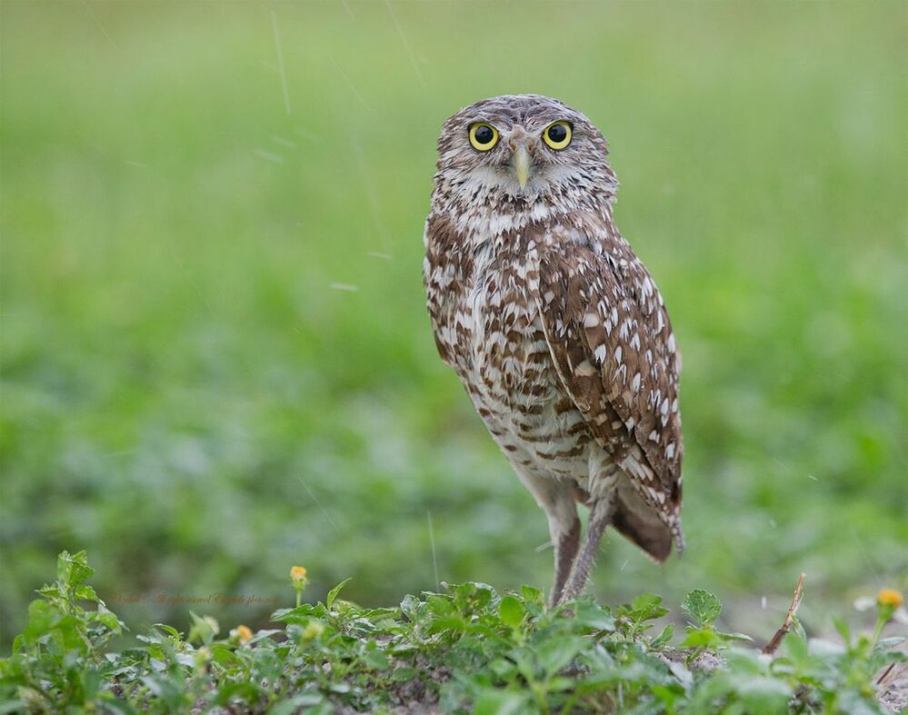 Cычики - Burrowing Owls
